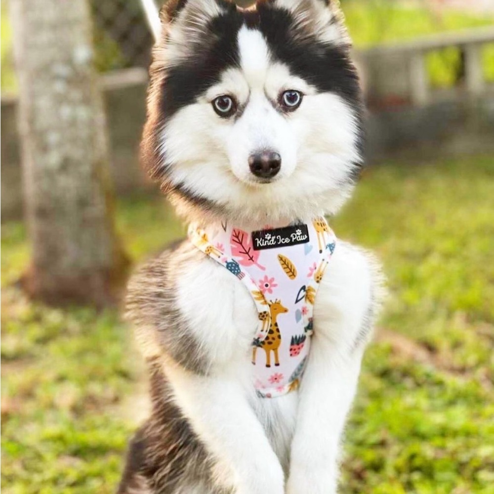 Brand New - Jungle Safari Pup Dog Harness - Picture 9 of 10